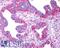 P2Y Receptor Family Member 8 antibody, LS-A1921, Lifespan Biosciences, Immunohistochemistry paraffin image 