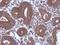 Serine/Threonine Kinase 16 antibody, GTX111994, GeneTex, Immunohistochemistry paraffin image 