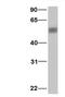 Programmed Cell Death 4 antibody, PA1-30866, Invitrogen Antibodies, Western Blot image 