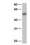 Programmed Cell Death 4 antibody, PA1-30866, Invitrogen Antibodies, Western Blot image 