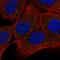 OXR1 antibody, HPA027395, Atlas Antibodies, Immunofluorescence image 
