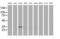 Aminoacylase 3 antibody, MA5-25391, Invitrogen Antibodies, Western Blot image 