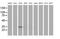 Aspartoacylase-2 antibody, MA5-25391, Invitrogen Antibodies, Western Blot image 