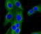 Phosphoinositide-3-Kinase Regulatory Subunit 2 antibody, NBP2-67504, Novus Biologicals, Immunocytochemistry image 