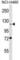 BEN Domain Containing 3 antibody, abx028934, Abbexa, Western Blot image 