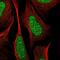 Ras Responsive Element Binding Protein 1 antibody, NBP2-56824, Novus Biologicals, Immunofluorescence image 