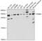 RAB6A, Member RAS Oncogene Family antibody, GTX32829, GeneTex, Western Blot image 