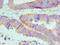 BCL2 Like 1 antibody, CSB-MA0026131A0m, Cusabio, Immunocytochemistry image 