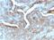 Thymidine Phosphorylase antibody, GTX02734, GeneTex, Immunohistochemistry paraffin image 