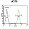 Actin Related Protein 2 antibody, abx032857, Abbexa, Western Blot image 