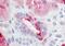 Prostaglandin E Receptor 2 antibody, NBP1-02379, Novus Biologicals, Immunohistochemistry frozen image 