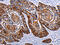 Neutrophil defensin 1 antibody, CSB-PA793636, Cusabio, Immunohistochemistry paraffin image 