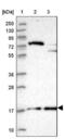 RNA Polymerase II Subunit D antibody, NBP1-92280, Novus Biologicals, Western Blot image 