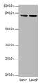 Folate Hydrolase 1 antibody, CSB-PA11729A0Rb, Cusabio, Western Blot image 