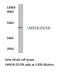 LIM Homeobox Transcription Factor 1 Beta antibody, AP20515PU-N, Origene, Western Blot image 