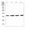 Cyclin Dependent Kinase 6 antibody, A00358, Boster Biological Technology, Western Blot image 