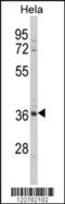 MyoD Family Inhibitor Domain Containing antibody, 63-605, ProSci, Western Blot image 