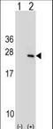 Protein tyrosine phosphatase type IVA 1 antibody, LS-C162294, Lifespan Biosciences, Western Blot image 