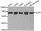 Stress Induced Phosphoprotein 1 antibody, A1219, ABclonal Technology, Western Blot image 