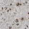 Trans-Golgi Network Protein 2 antibody, NBP1-86948, Novus Biologicals, Immunohistochemistry paraffin image 