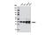 Mitogen-Activated Protein Kinase Kinase 3 antibody, 8535S, Cell Signaling Technology, Western Blot image 