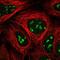 Nuclear VCP Like antibody, PA5-55801, Invitrogen Antibodies, Immunofluorescence image 