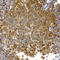 Toll Like Receptor 2 antibody, A2545, ABclonal Technology, Immunohistochemistry paraffin image 