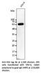 VSV-G epitope tag antibody, AB0113-100, SICGEN, Western Blot image 