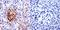 Cell Division Cycle 42 antibody, PA1-092X, Invitrogen Antibodies, Immunohistochemistry paraffin image 