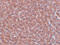 Lysine-specific demethylase 4A antibody, 5373, ProSci Inc, Immunohistochemistry frozen image 