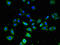 Frizzled Class Receptor 4 antibody, CSB-PA890755LA01HU, Cusabio, Immunofluorescence image 