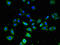 Frizzled-4 antibody, CSB-PA890755LA01HU, Cusabio, Immunofluorescence image 
