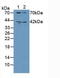 Guanylate Cyclase 1 Soluble Subunit Beta 1 antibody, LS-C373628, Lifespan Biosciences, Western Blot image 