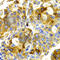 Cyclin Dependent Kinase 20 antibody, A2686, ABclonal Technology, Immunohistochemistry paraffin image 