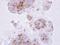 Interleukin 1 Receptor Type 2 antibody, LS-C186020, Lifespan Biosciences, Immunohistochemistry paraffin image 