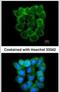 Purinergic Receptor P2X 5 antibody, PA5-28838, Invitrogen Antibodies, Immunofluorescence image 