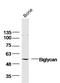 Biglycan antibody, GTX57229, GeneTex, Western Blot image 