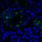 T Cell Immunoreceptor With Ig And ITIM Domains antibody, RF16053, ProSci, Immunofluorescence image 