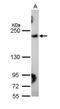 Collagen Type III Alpha 1 Chain antibody, PA5-34787, Invitrogen Antibodies, Western Blot image 