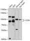 CD36 Molecule antibody, 15-674, ProSci, Western Blot image 