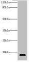 H3 Histone Family Member 3B antibody, CSB-PA010109LA01HU, Cusabio, Western Blot image 