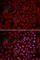 Cullin 5 antibody, A5369, ABclonal Technology, Immunofluorescence image 