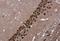 CUGBP Elav-Like Family Member 2 antibody, NBP2-16035, Novus Biologicals, Immunohistochemistry paraffin image 