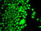 Histone Acetyltransferase 1 antibody, TA332983, Origene, Western Blot image 