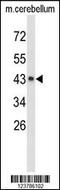 Exostosin Like Glycosyltransferase 2 antibody, 63-849, ProSci, Western Blot image 
