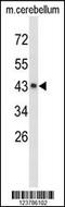 Exostosin Like Glycosyltransferase 2 antibody, 63-849, ProSci, Western Blot image 