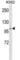 ADAM Metallopeptidase With Thrombospondin Type 1 Motif 5 antibody, abx027640, Abbexa, Western Blot image 