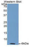Endothelin 1 antibody, LS-C305430, Lifespan Biosciences, Western Blot image 