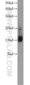 Cannabinoid Receptor Interacting Protein 1 antibody, 16827-1-AP, Proteintech Group, Western Blot image 