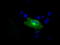 RalA Binding Protein 1 antibody, LS-C114956, Lifespan Biosciences, Immunofluorescence image 